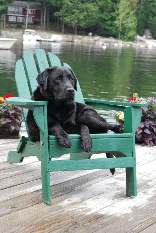 Lowell on the Adirondack chair